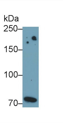 Polyclonal Antibody to Toll Like Receptor 4 (TLR4)