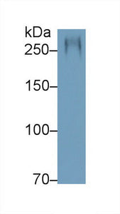 Polyclonal Antibody to Mucin 5 Subtype AC (MUC5AC)