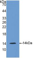 Polyclonal Antibody to Gonadotropin Releasing Hormone (GnRH)
