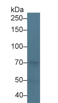 Polyclonal Antibody to Endothelial NOS (eNOS)