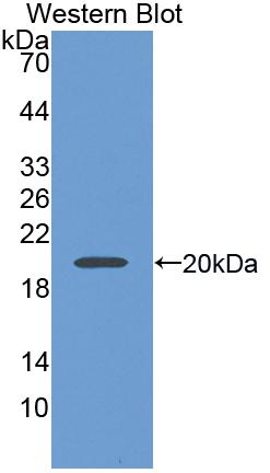 Polyclonal Antibody to Sialic Acid Binding Ig Like Lectin 5 (SIGLEC5)