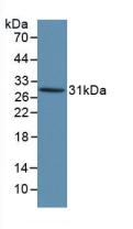Polyclonal Antibody to Kallikrein 1 (KLK1)