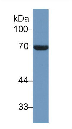 Polyclonal Antibody to Heat Shock 70kDa Protein 1 Like Protein (HSPA1L)