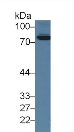 Polyclonal Antibody to Coagulation Factor XIII A1 Polypeptide (F13A1)
