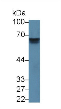 Polyclonal Antibody to Interleukin 27 Receptor Alpha (IL27Ra)