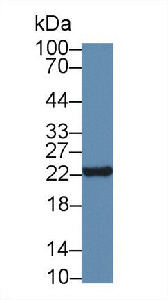 Polyclonal Antibody to Neurotensin (NT)