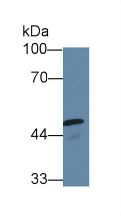 Polyclonal Antibody to Contactin 2 (CNTN2)