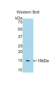 Polyclonal Antibody to Corticosteroid Binding Globulin (CBG)