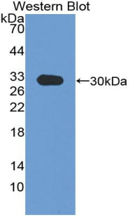 Polyclonal Antibody to Integrin Alpha 1 (ITGa1)