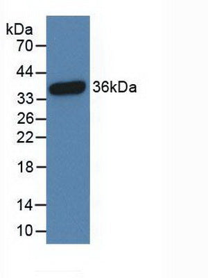 Polyclonal Antibody to Cyclic AMP Response Element Binding Protein (CREB)