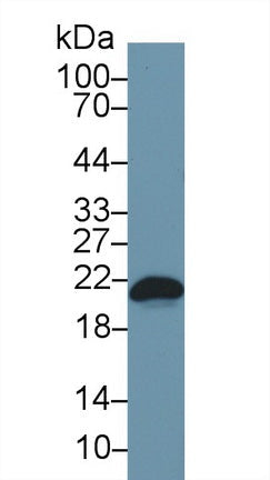 Polyclonal Antibody to Bcl2 Associated X Protein (Bax)