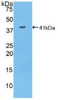 Polyclonal Antibody to Mucin 6 (MUC6)