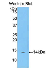 Polyclonal Antibody to Peptidyl Prolyl Cis/Trans Isomerase NIMA Interacting Protein 4 (PIN4)