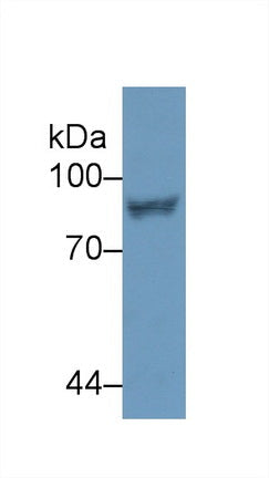 Polyclonal Antibody to Signal Transducer And Activator Of Transcription 4 (STAT4)