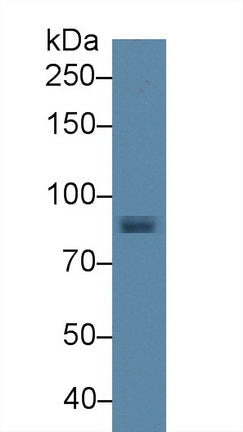 Polyclonal Antibody to Signal Transducer And Activator Of Transcription 1 (STAT1)