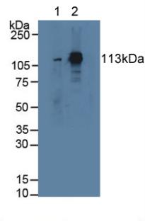 Polyclonal Antibody to Signal Transducer And Activator Of Transcription 2 (STAT2)