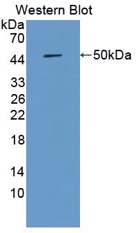 Polyclonal Antibody to Matrix Metalloproteinase 19 (MMP19)