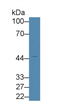 Polyclonal Antibody to Pigment Epithelium Derived Factor (PEDF)
