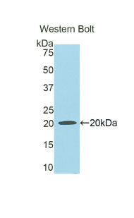 Polyclonal Antibody to Hemopexin (HPX)