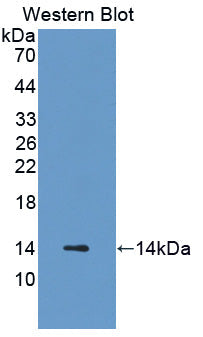 Polyclonal Antibody to Cysteine Rich Protein 1, Intestinal (CRIP1)