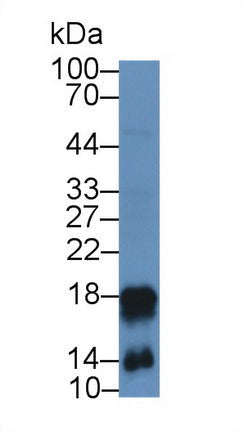 Polyclonal Antibody to Cathelicidin Antimicrobial Peptide (CAMP)