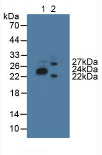 Polyclonal Antibody to Glycolipid Transfer Protein (GLTP)
