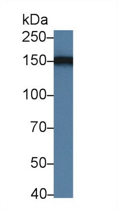 Polyclonal Antibody to High Density Lipoprotein Binding Protein (HDLBP)