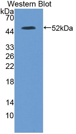Polyclonal Antibody to Inosine Triphosphatase Pyrophosphatase (ITPA)