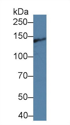 Polyclonal Antibody to Intersectin 1 (ITSN1)