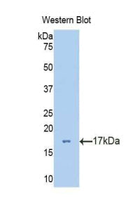 Polyclonal Antibody to Vanin 1 (VNN1)