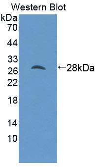 Polyclonal Antibody to Metal Regulatory Transcription Factor 1 (MTF1)