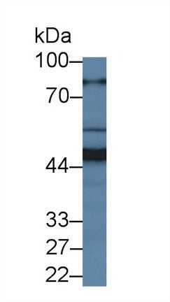 Polyclonal Antibody to Metal Regulatory Transcription Factor 1 (MTF1)