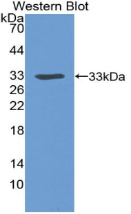 Polyclonal Antibody to Renin Binding Protein (RENBP)