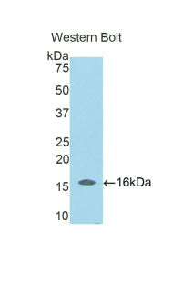 Polyclonal Antibody to Secreted Frizzled Related Protein 5 (SFRP5)