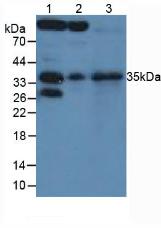 Polyclonal Antibody to Secreted Frizzled Related Protein 5 (SFRP5)