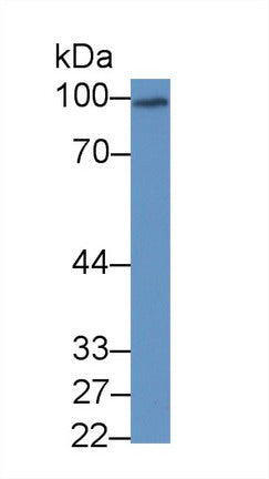 Polyclonal Antibody to Synaptopodin (SYNPO)
