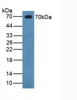 Polyclonal Antibody to Chromogranin B (CHGB)