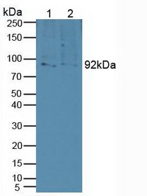 Polyclonal Antibody to Sortilin 1 (SORT1)