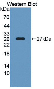 Polyclonal Antibody to Synaptosomal Associated Protein 25kDa (SNAP25)