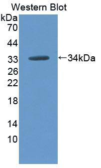 Polyclonal Antibody to Phospholipid Scramblase 5 (PLSCR5)