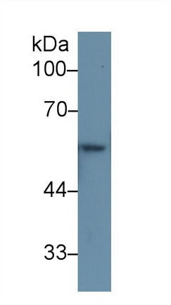 Polyclonal Antibody to Keratin 6A (KRT6A)