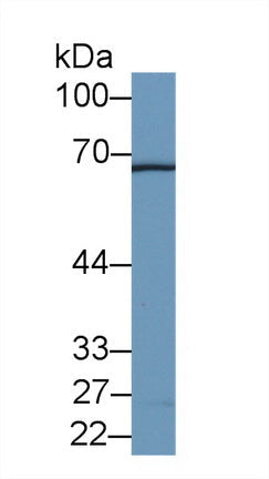 Polyclonal Antibody to Leukotriene A4 Hydrolase (LTA4H)