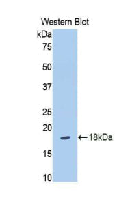 Polyclonal Antibody to Slit Homolog 3 (Slit3)