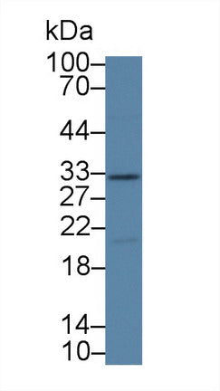 Polyclonal Antibody to Kallikrein 14 (KLK14)