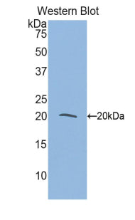 Polyclonal Antibody to Myosin Light Chain 9, Regulatory (MYL9)