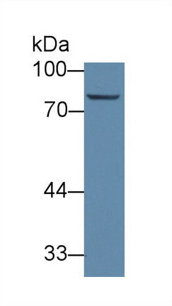 Polyclonal Antibody to ATP Binding Cassette Transporter B10 (ABCB10)