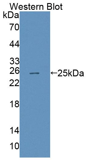 Polyclonal Antibody to ATP Binding Cassette Transporter A8 (A8)