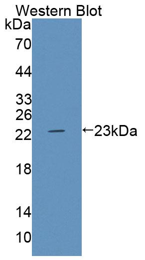 Polyclonal Antibody to ATP Binding Cassette Transporter A9 (A9)