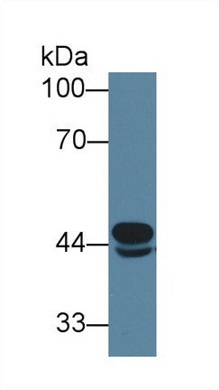 Polyclonal Antibody to Acyl Coenzyme A Dehydrogenase, C4-To-C12 Straight Chain (ACADM)