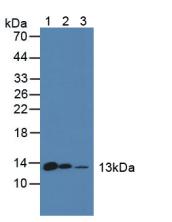 Polyclonal Antibody to D-Dopachrome Tautomerase (DDT)